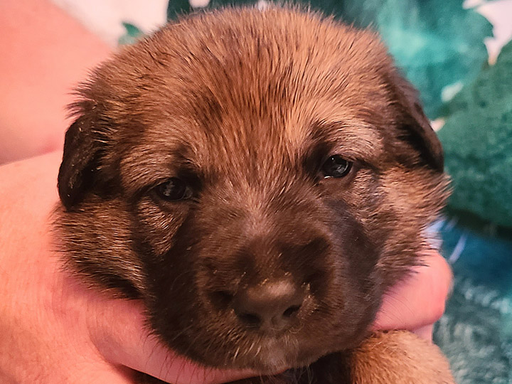 chinook puppy